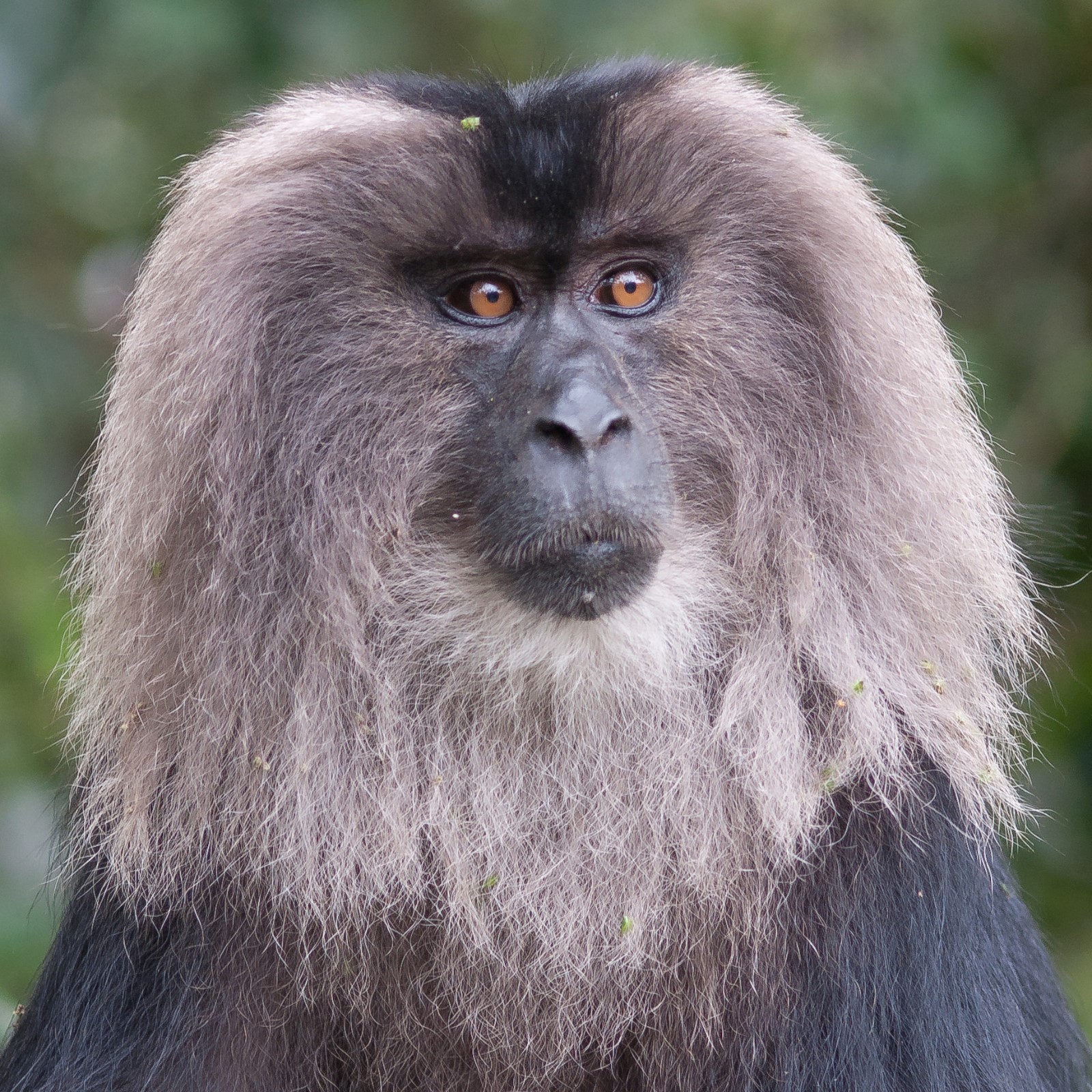 Lion tailed Macaque lion-tailed-macaque